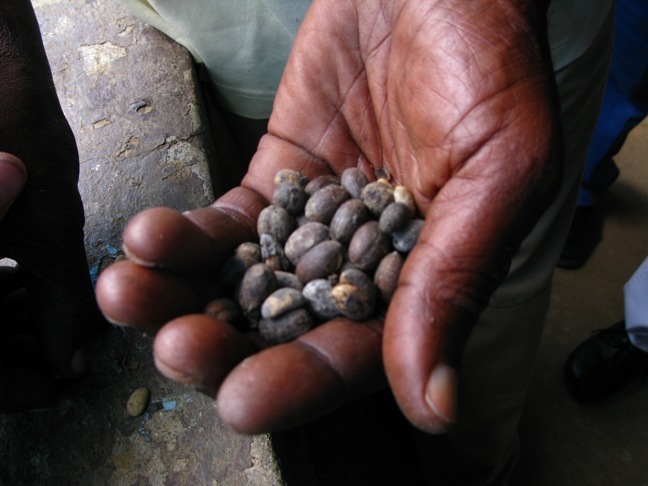Aleus Cadet, president of the COCANO Fair- Trade Coffee Cooperative, displays some Haitian coffee beans.
